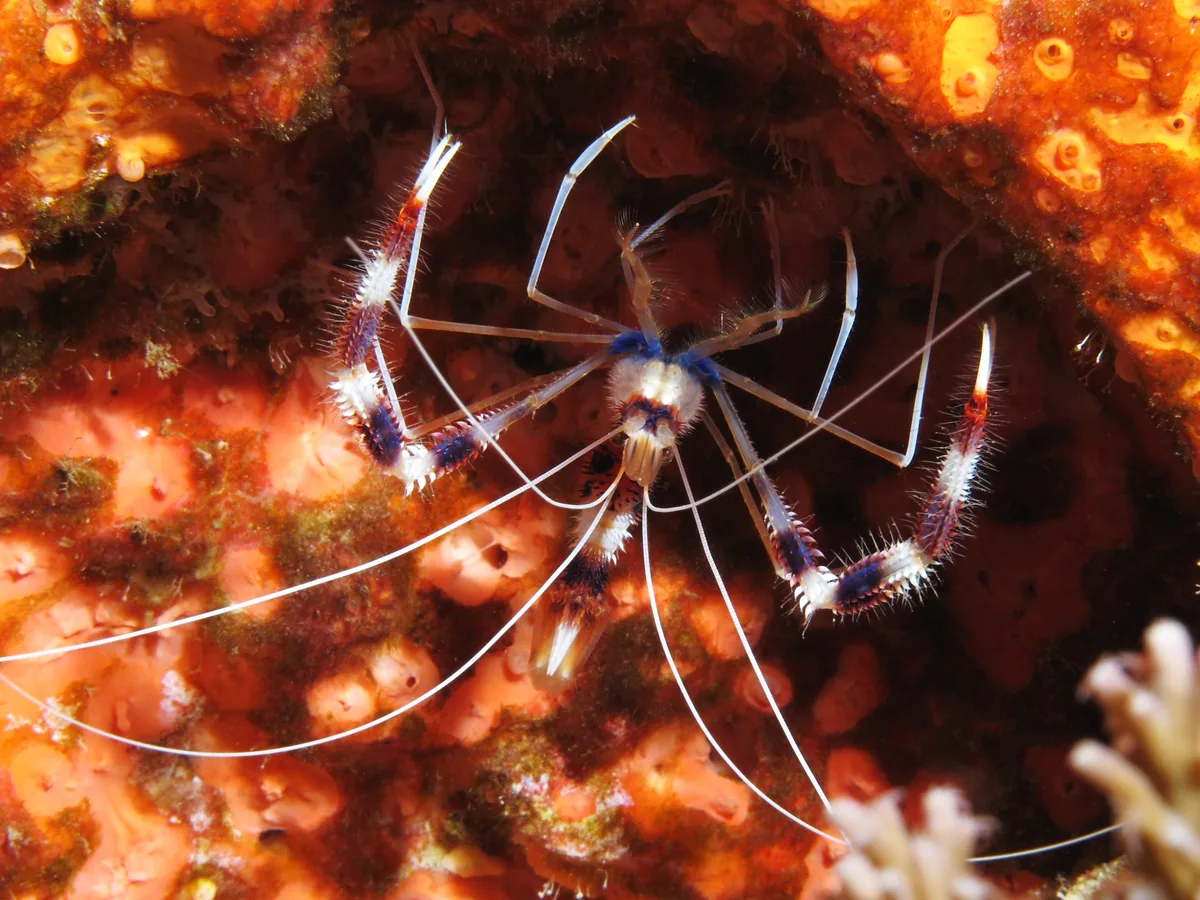 Banded coral shrimp
