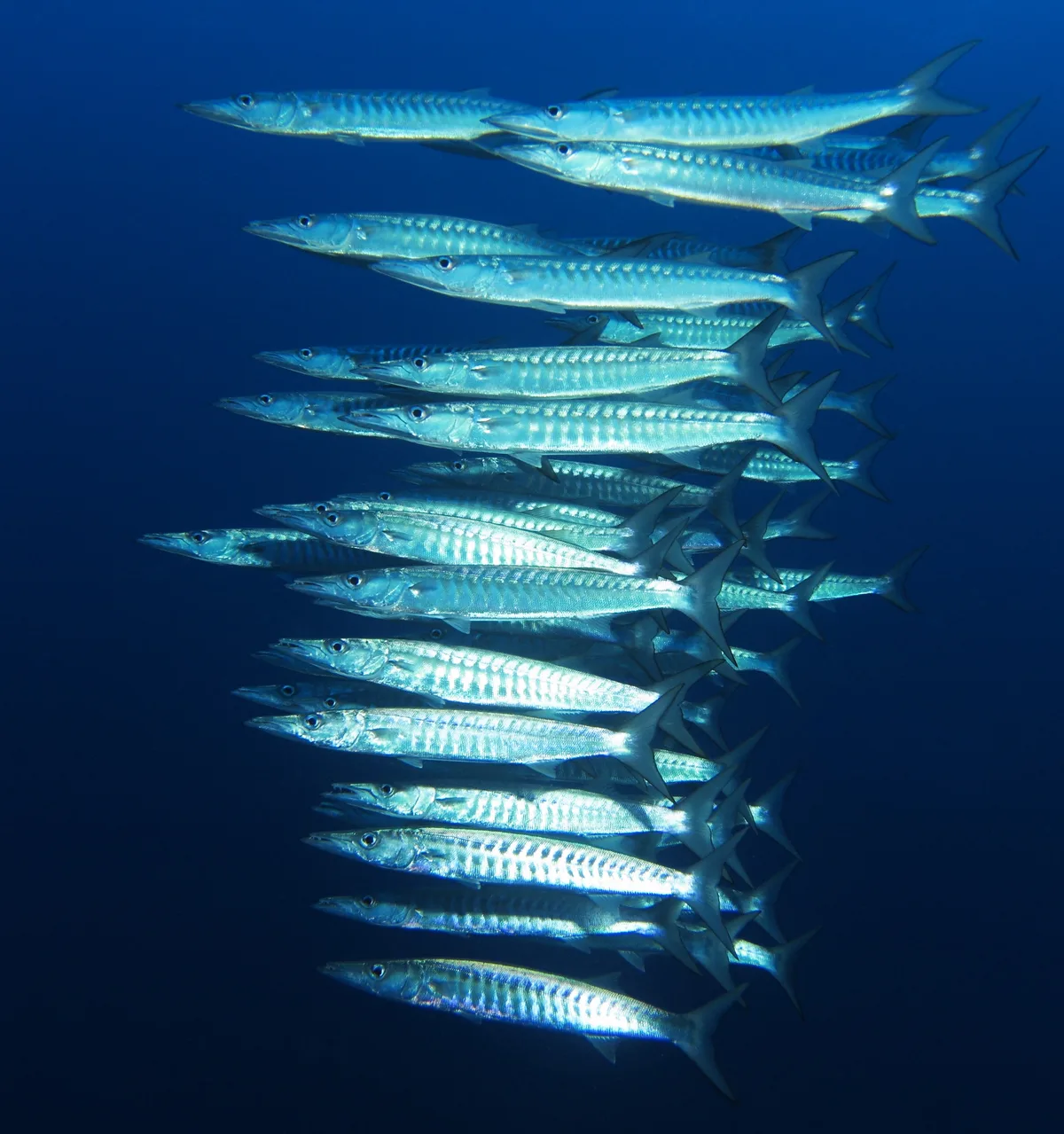Blackfin barracuda