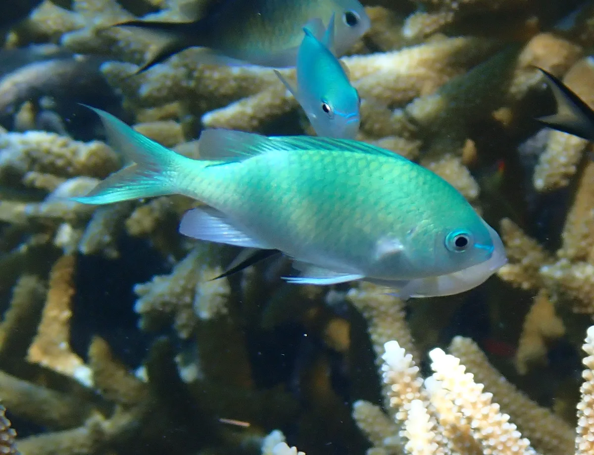Blue-green chromis