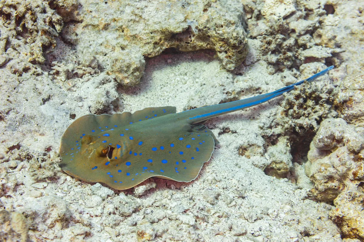 Blue-spotted ribbontail ray