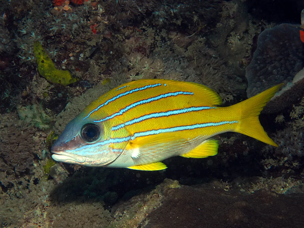 Bluestripe snapper