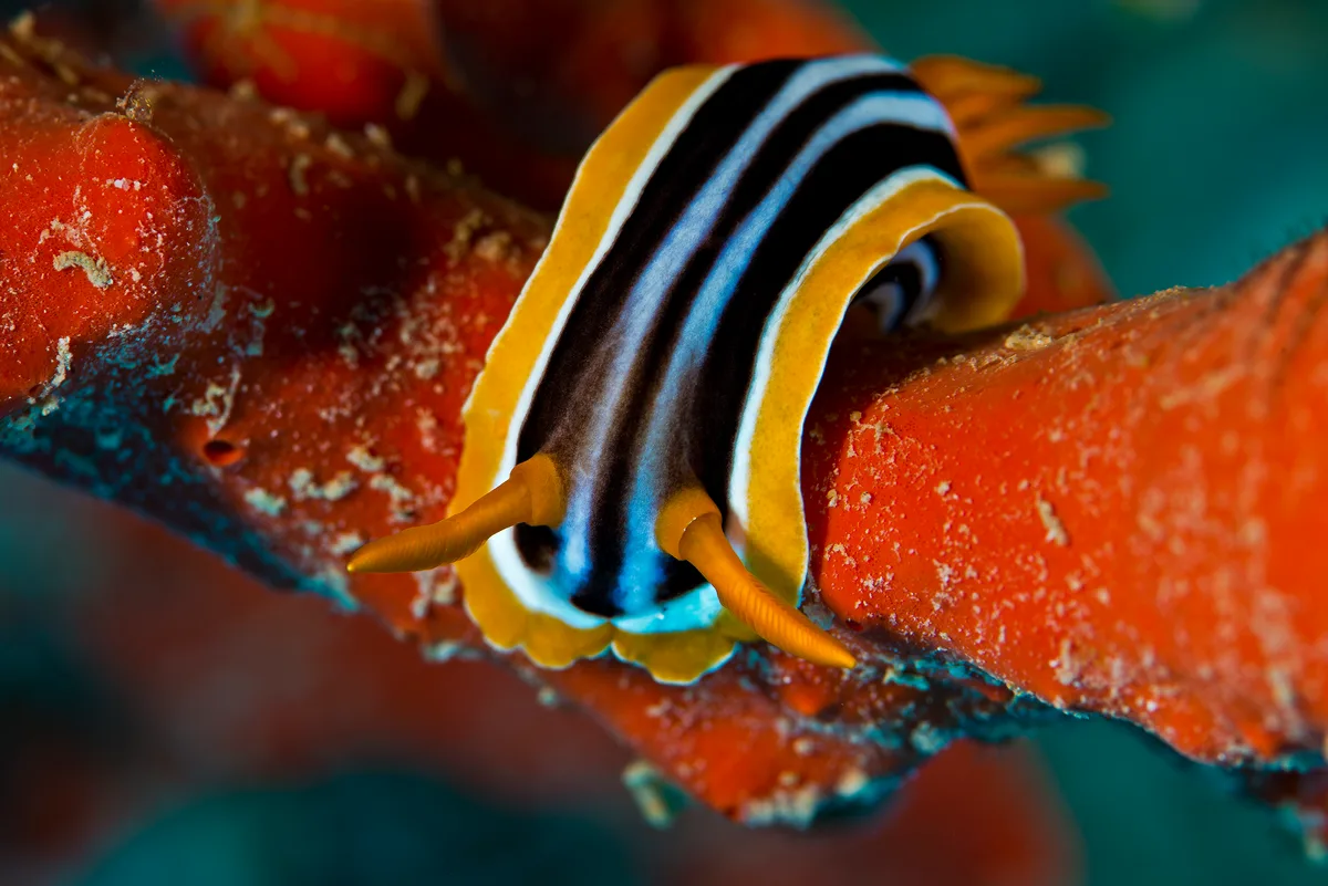 Pyjama nudibranch