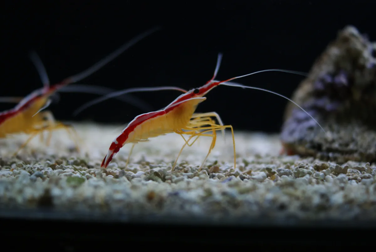 Pacific cleaner shrimp