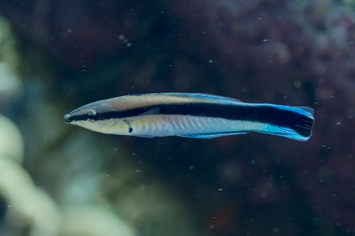 Cleaner wrasse