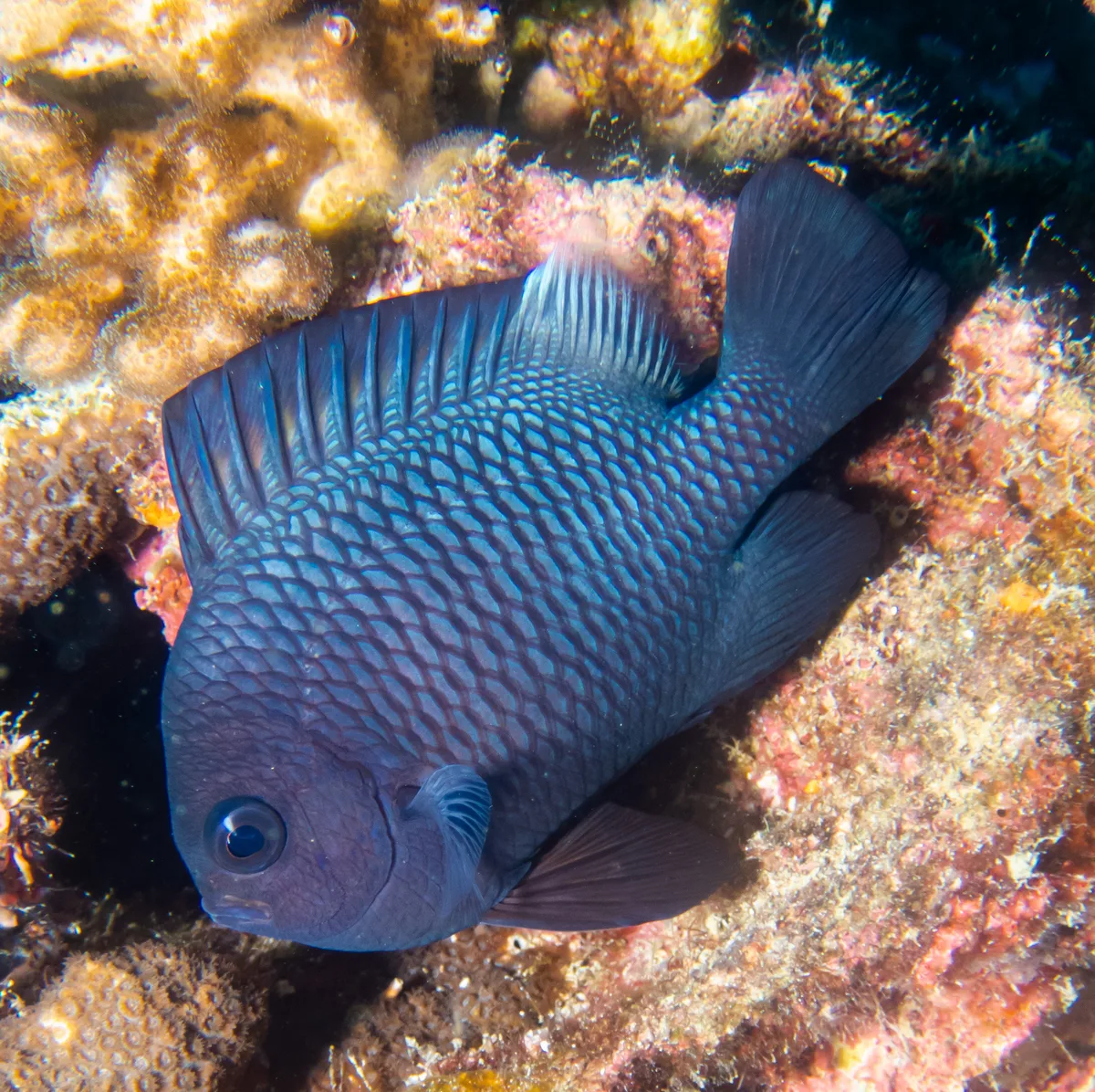 Domino damselfish