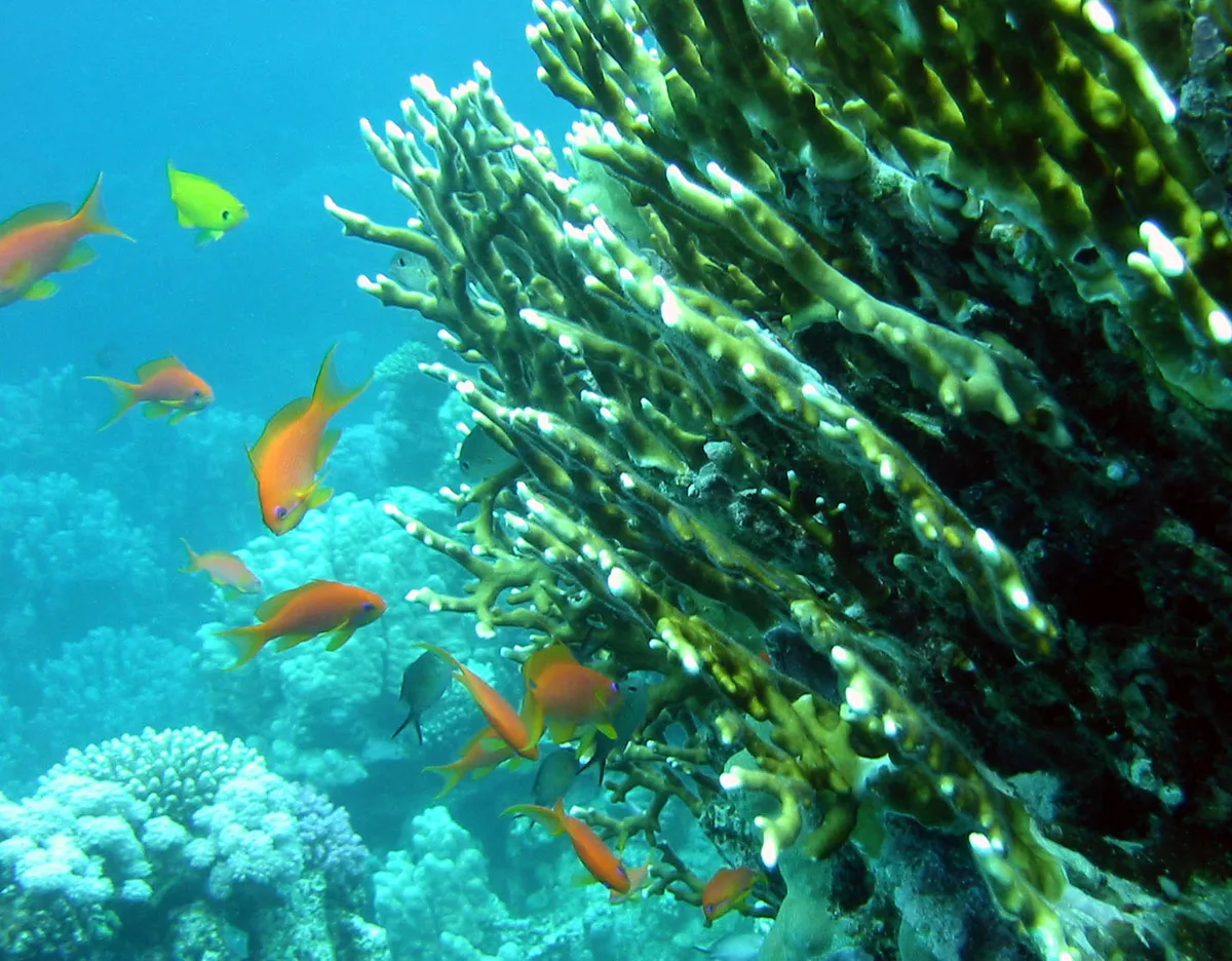 Fire coral