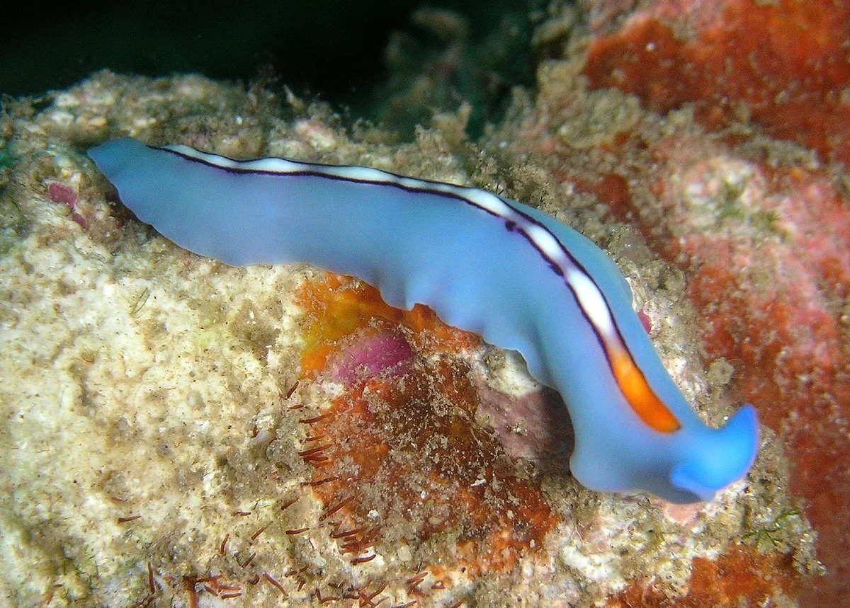 Striped flatworm