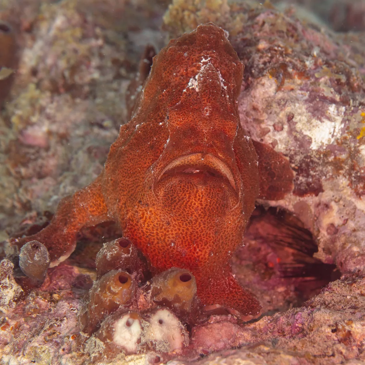 Giant frogfish