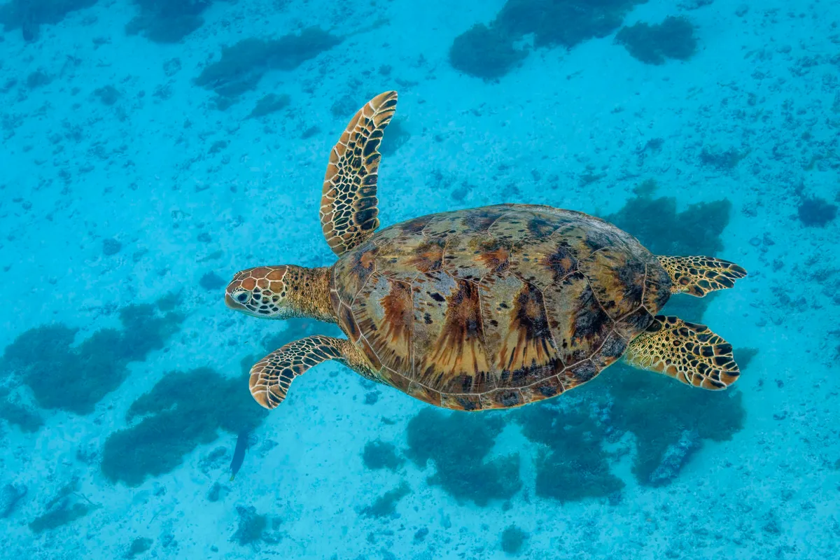 Green sea turtle