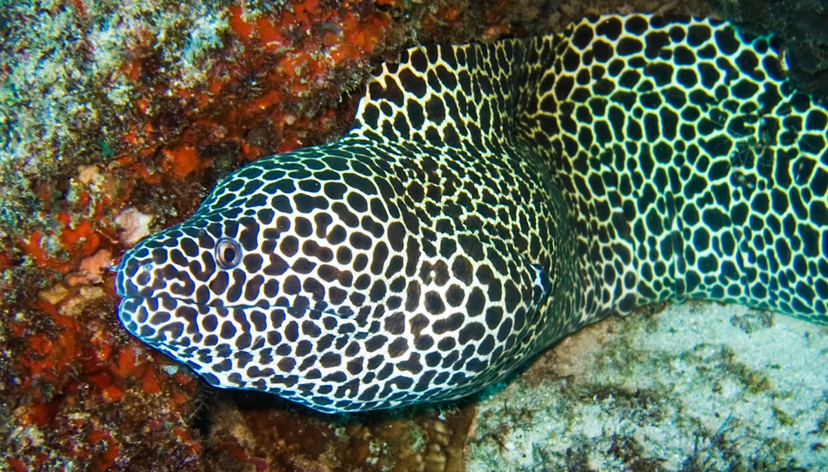 Honeycomb moray