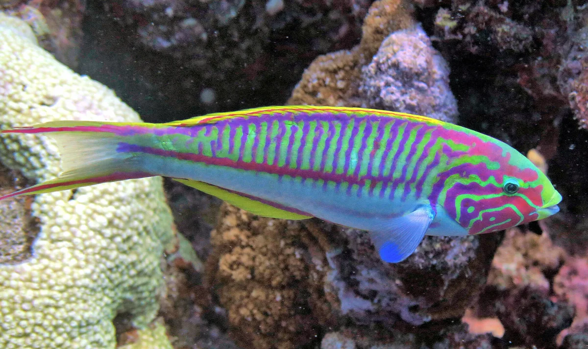 Klunzinger's wrasse
