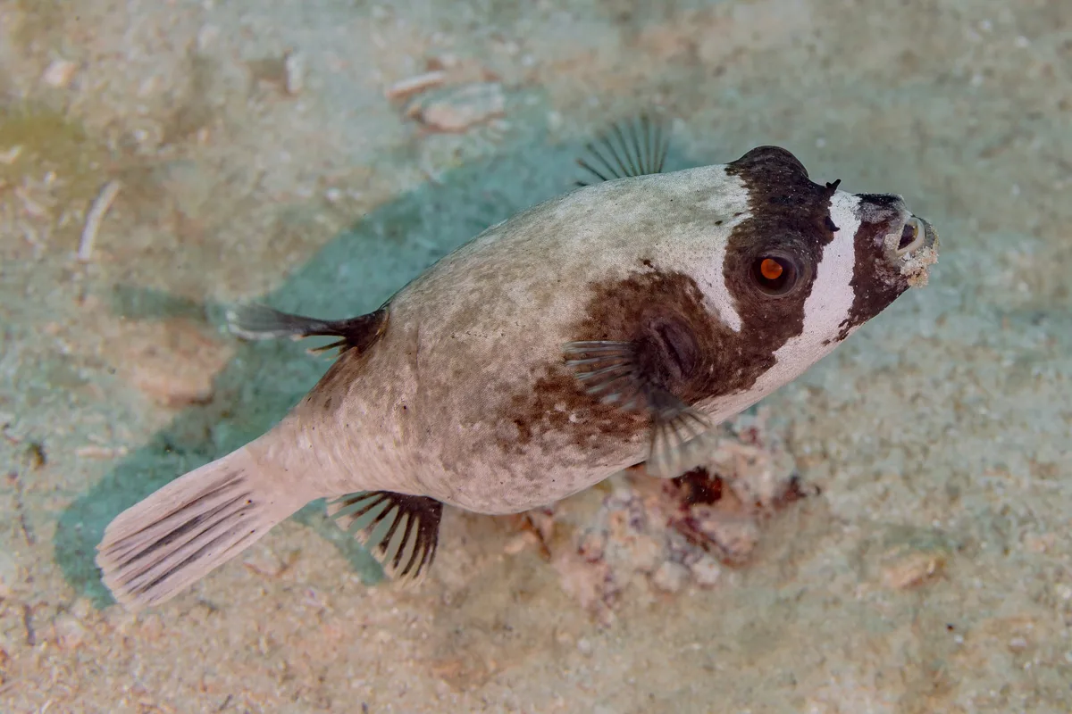 Masked pufferfish