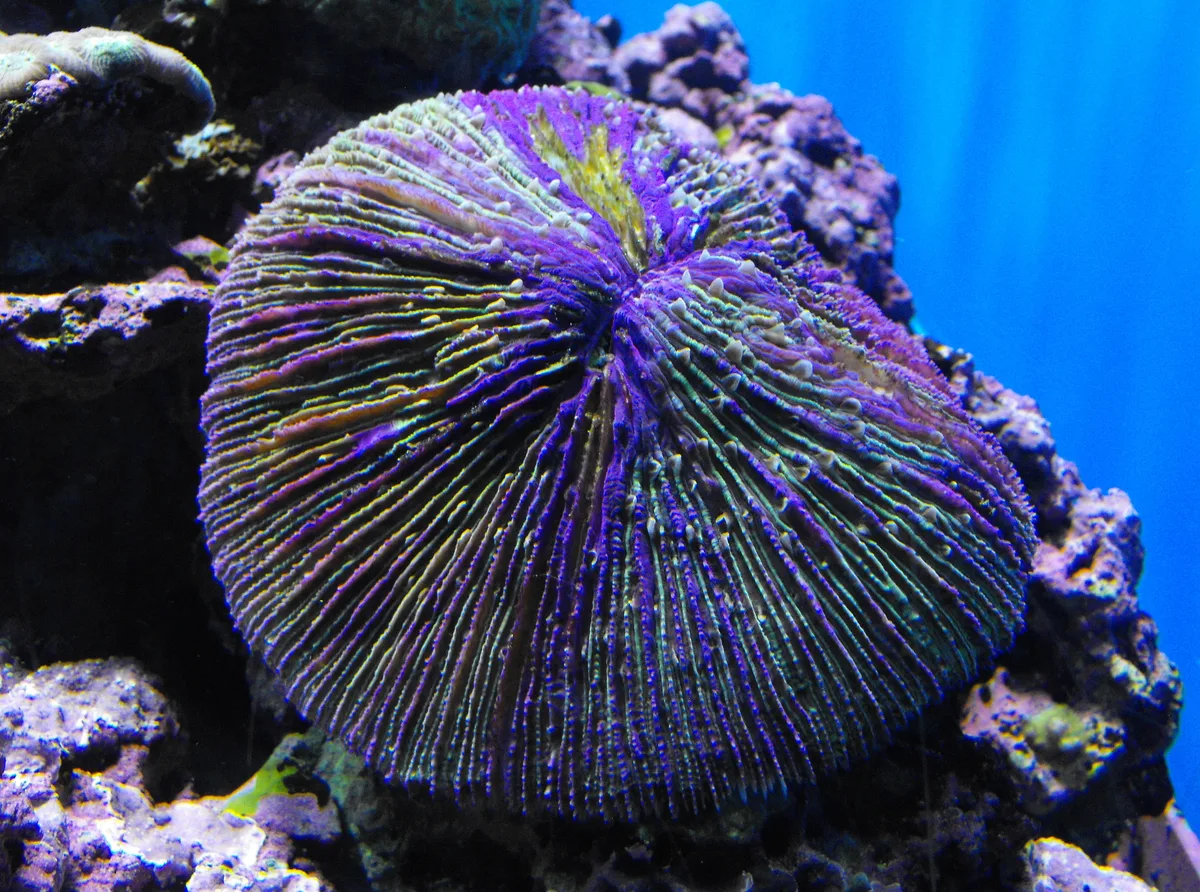 Mushroom coral