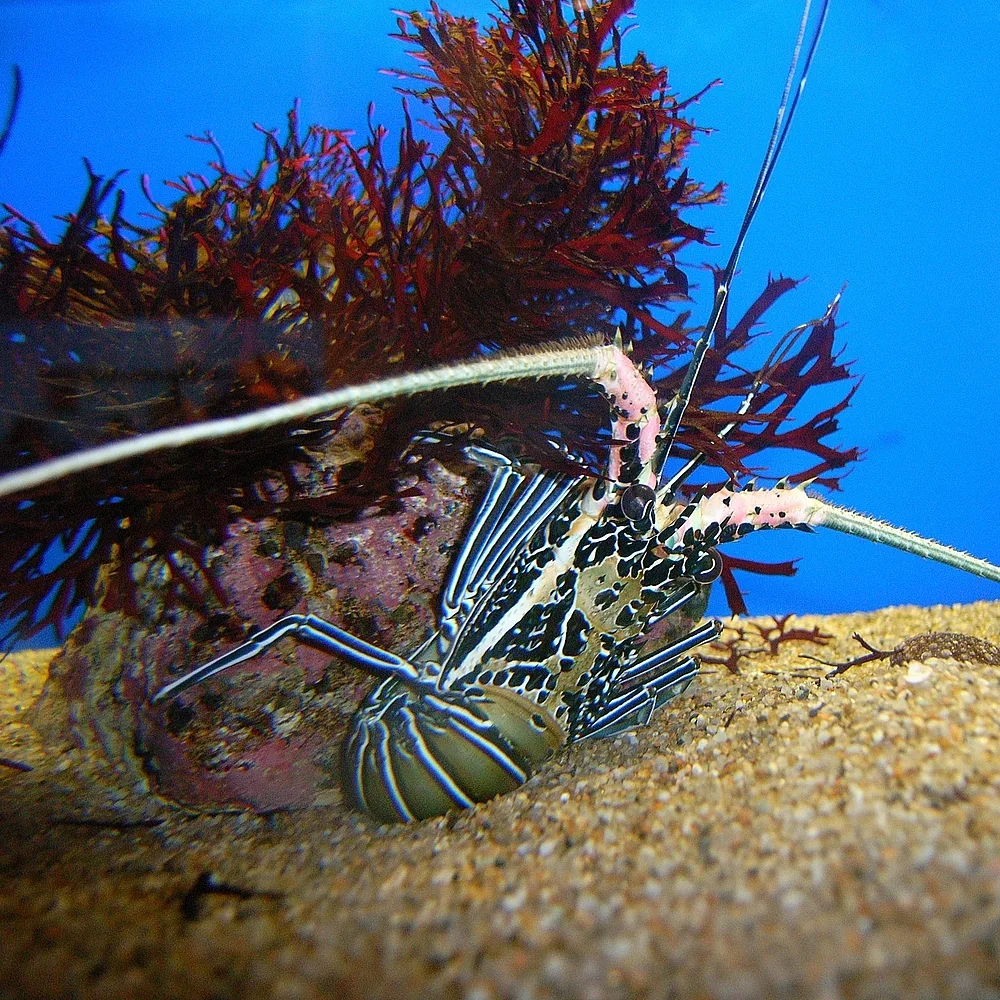 Painted spiny lobster
