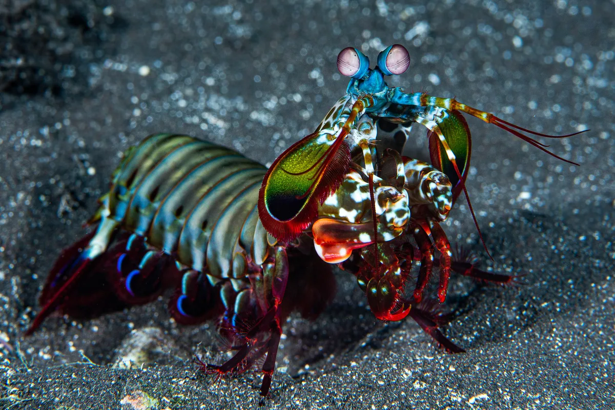Peacock mantis shrimp