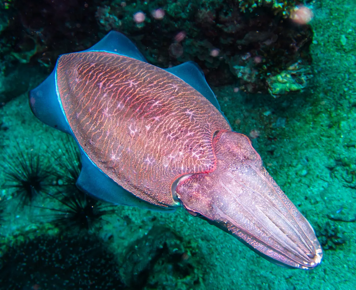 Pharaoh cuttlefish