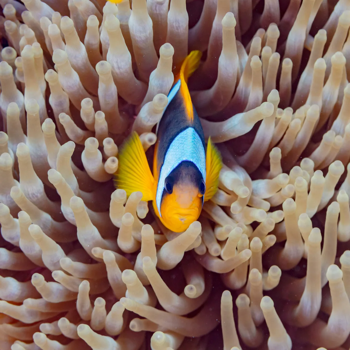 Red Sea marine life guide
