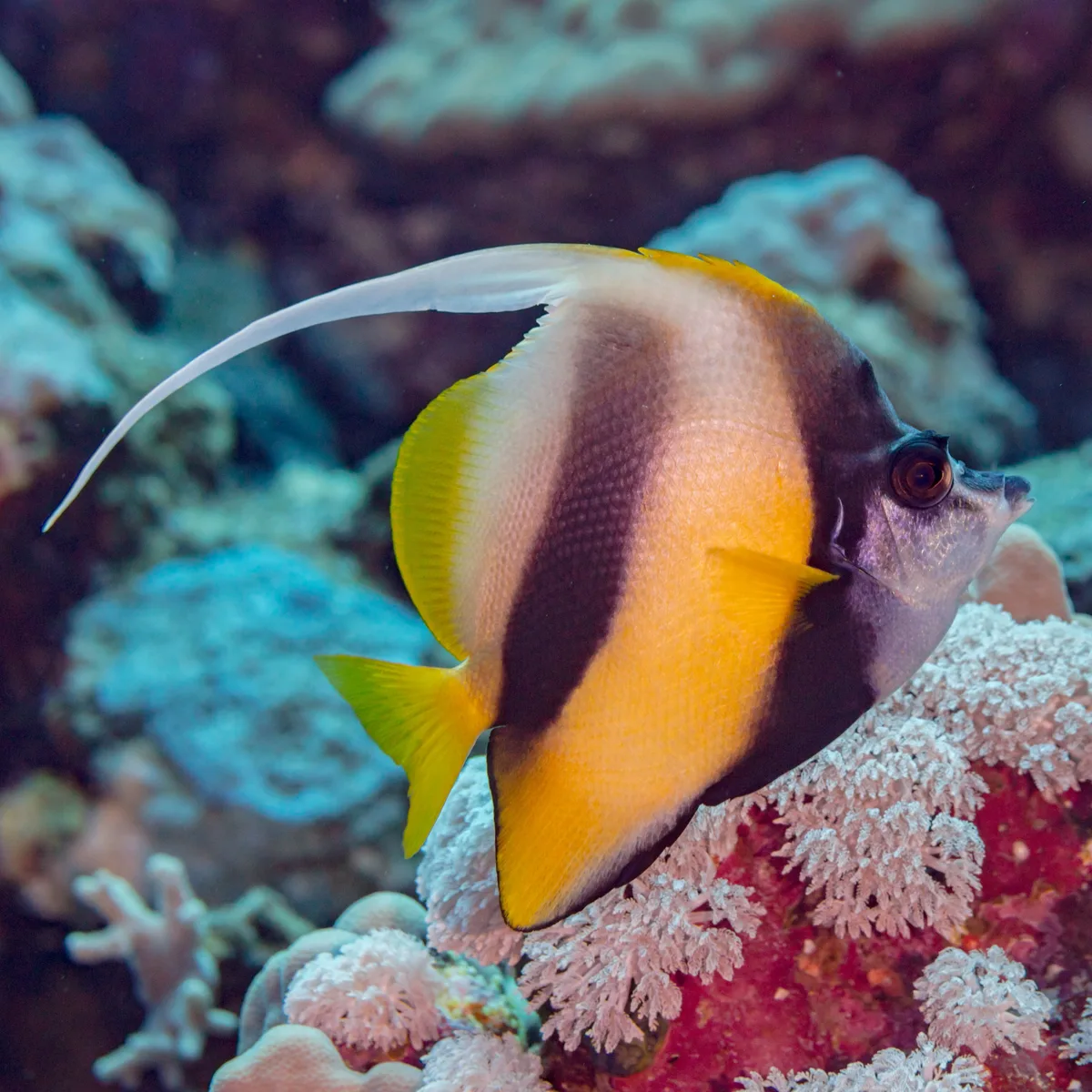 Red Sea bannerfish