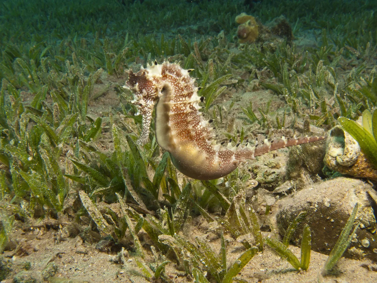 Jayakar's seahorse