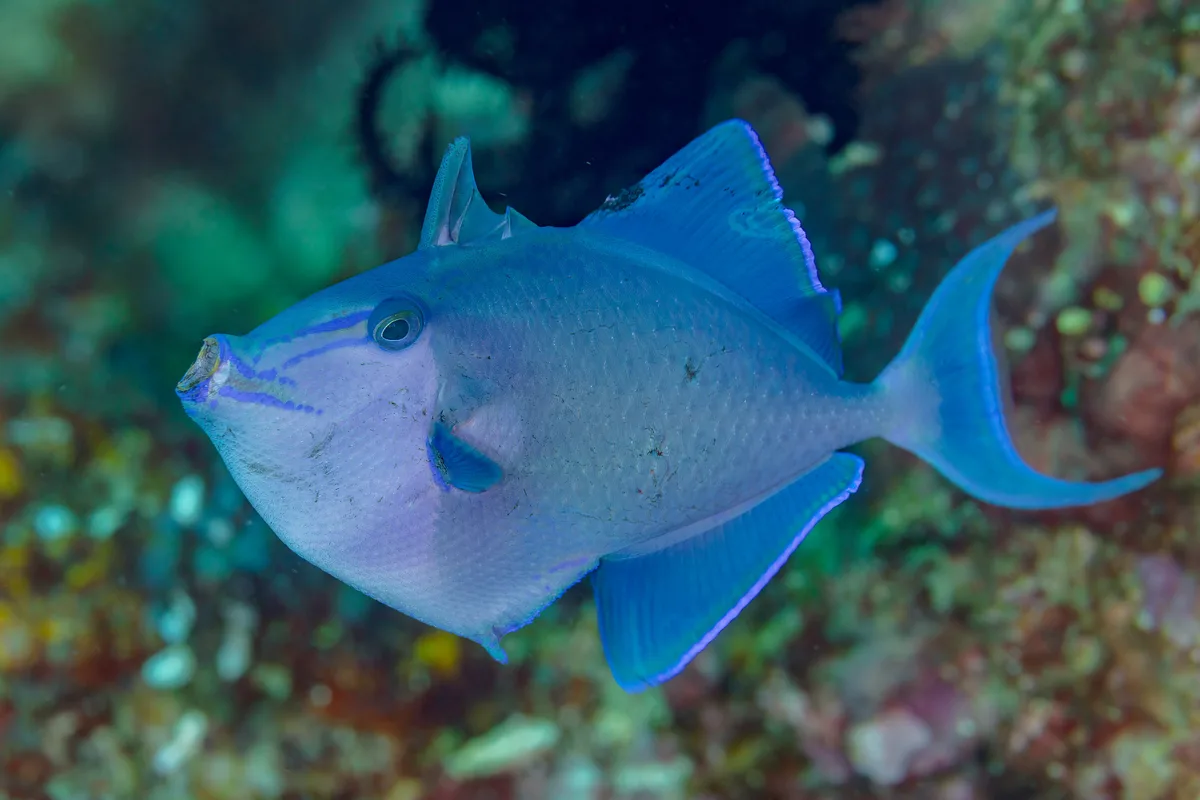 Redtooth triggerfish