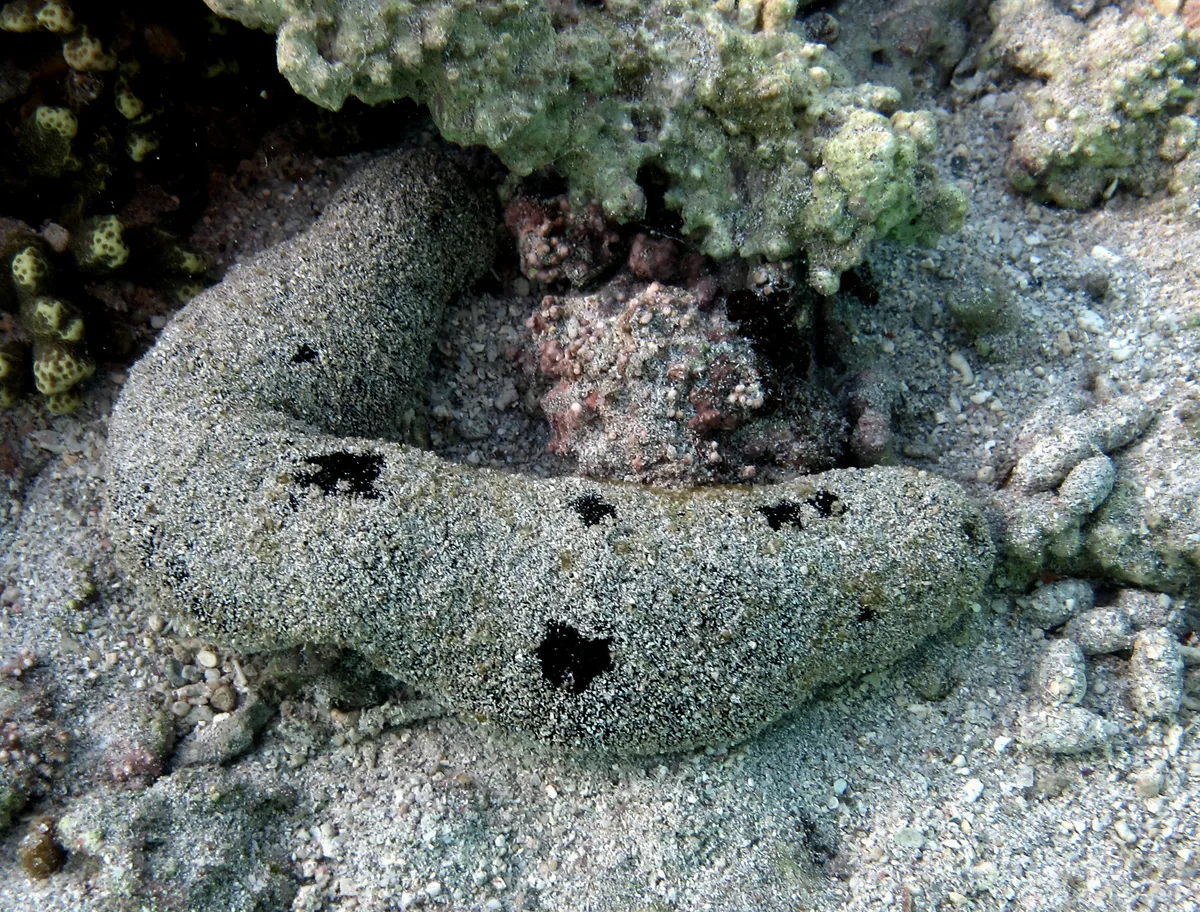 Black sea cucumber