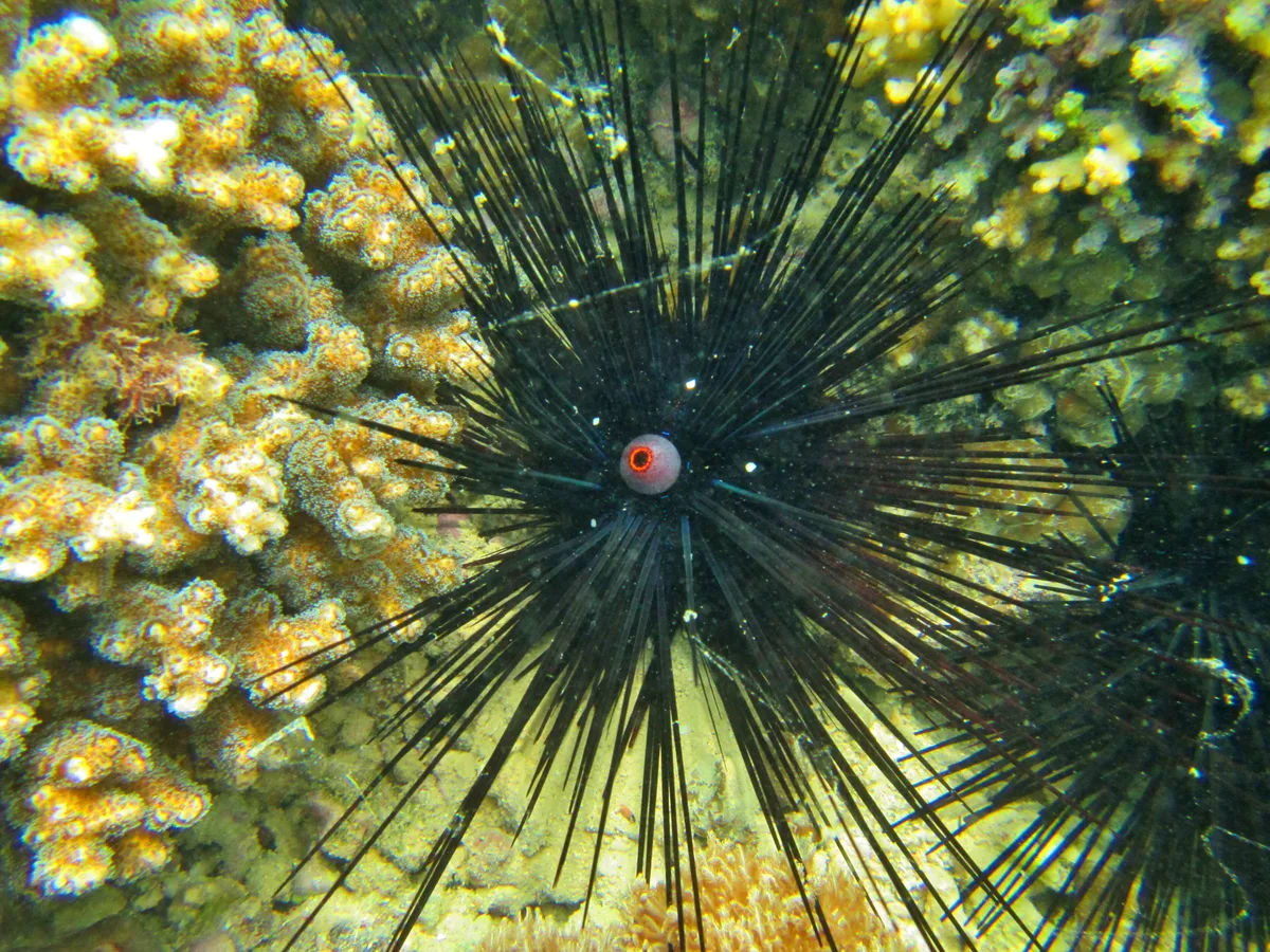 Long-spined sea urchin