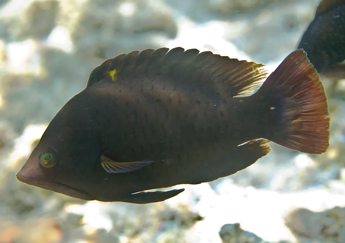 Slingjaw wrasse