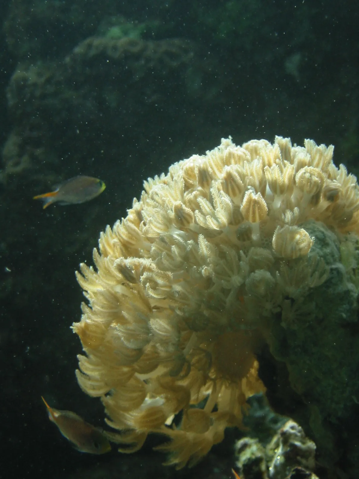 Pulsing xenia