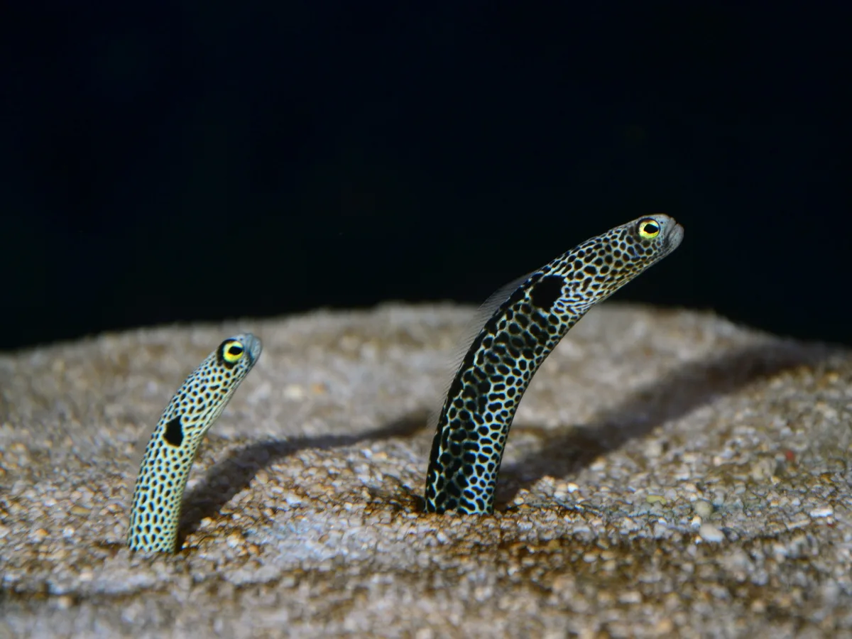 Spotted garden eel