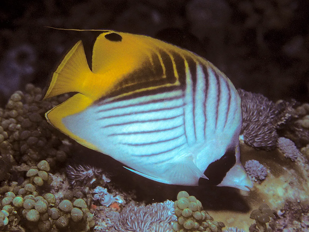 Threadfin butterflyfish