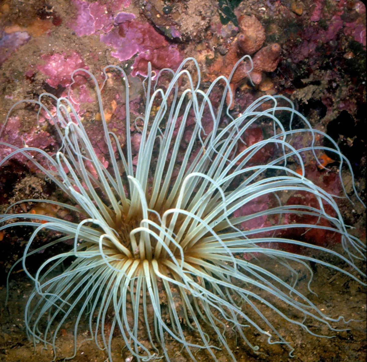 Tube anemone