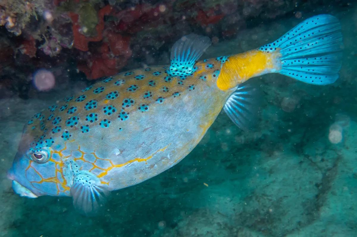 Yellow boxfish
