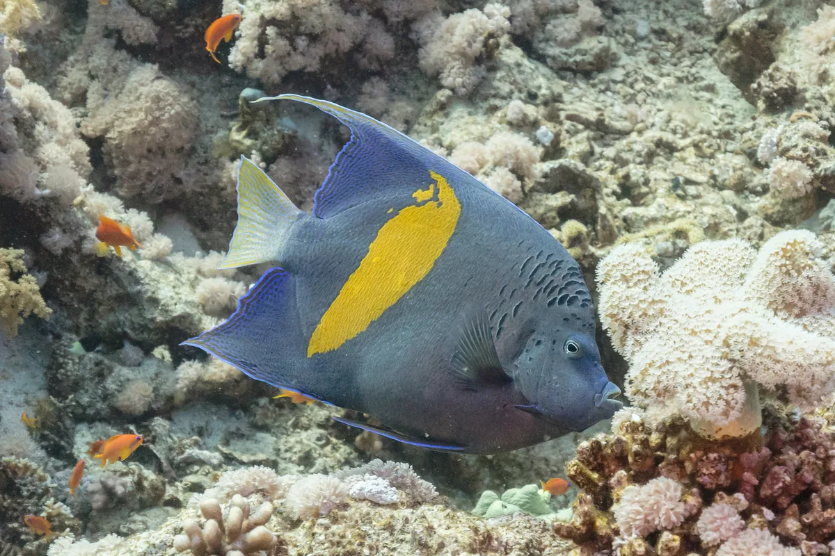 Yellowbar angelfish