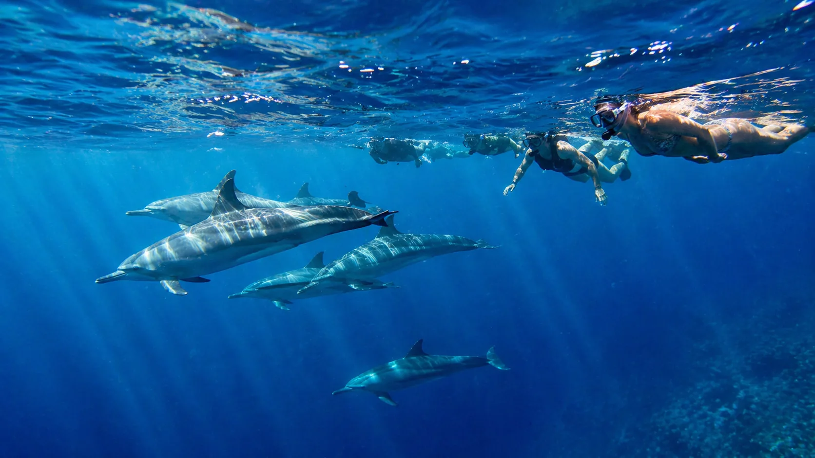 Dolphin House, Swim with Wild Dolphins, Hurghada