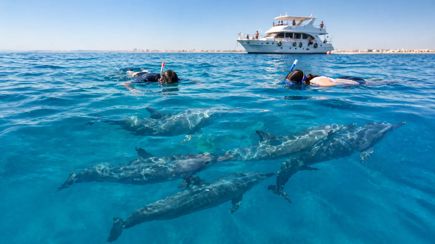 Dolphin House, Swim with Wild Dolphins, Hurghada 6