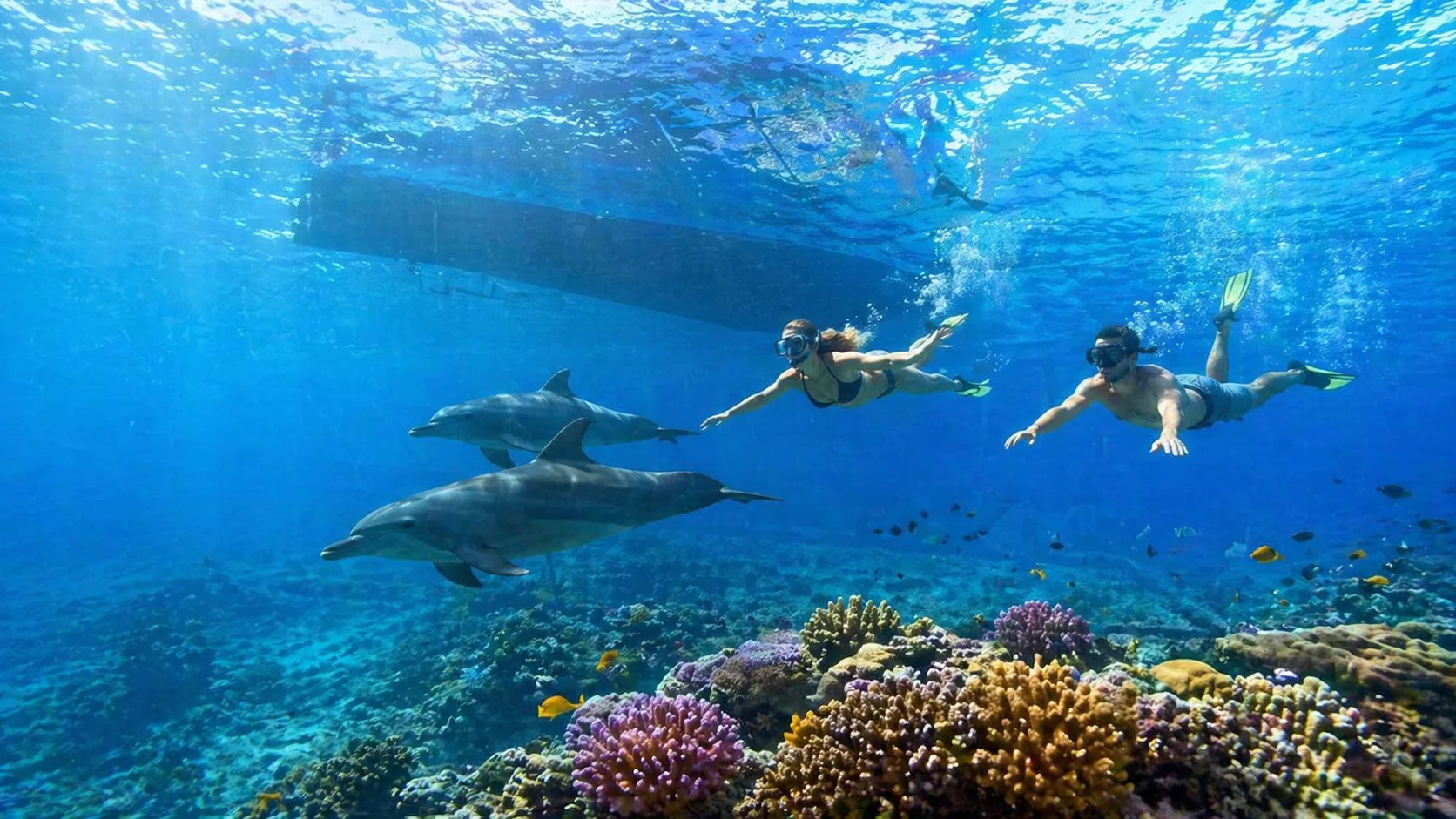 Private Boat to Dolphin House, Hurghada 6