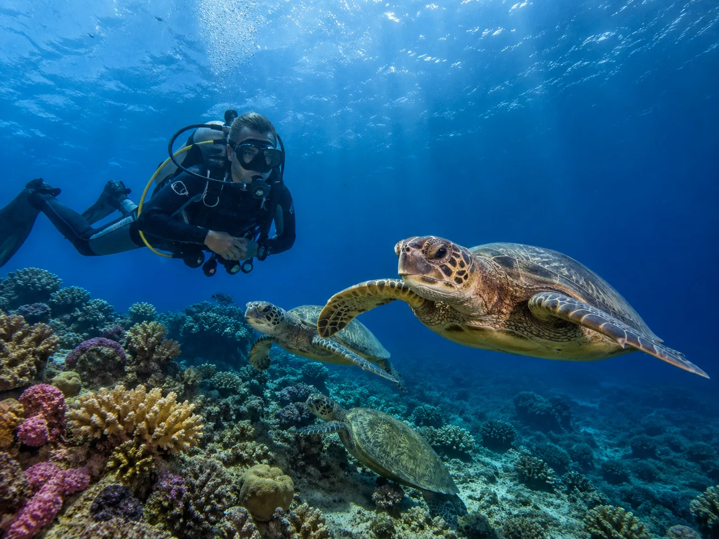 Abu Dabbab, Snorkel with Dugongs, Marsa Alam