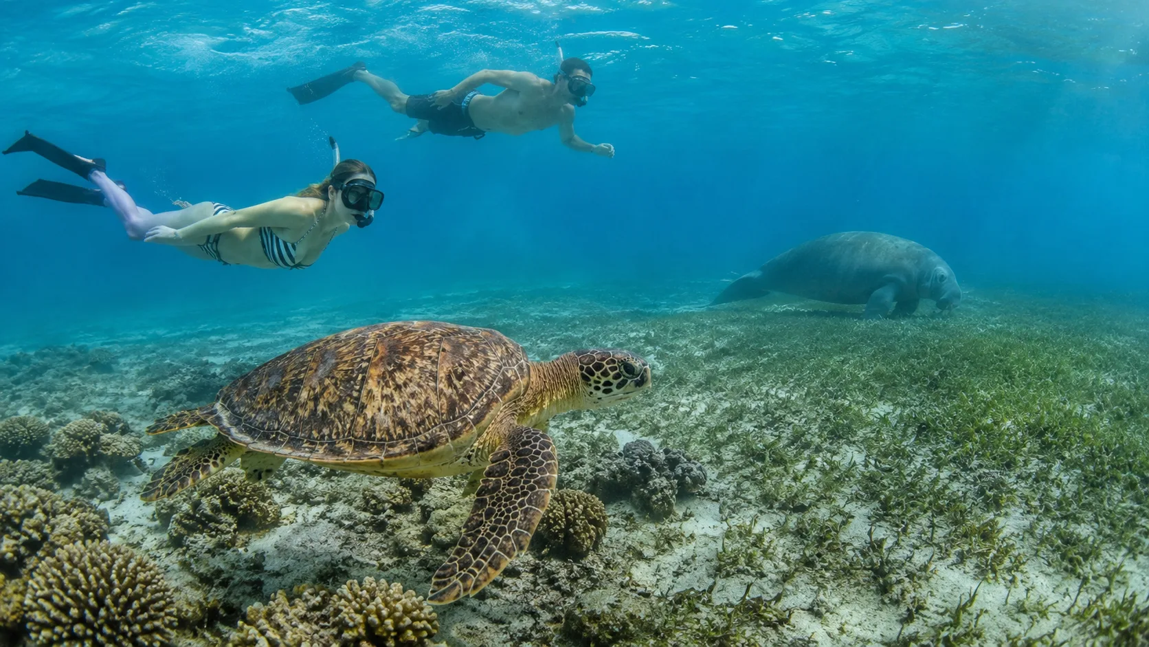 Abu Dabbab, Snorkel with Dugongs, Marsa Alam 16