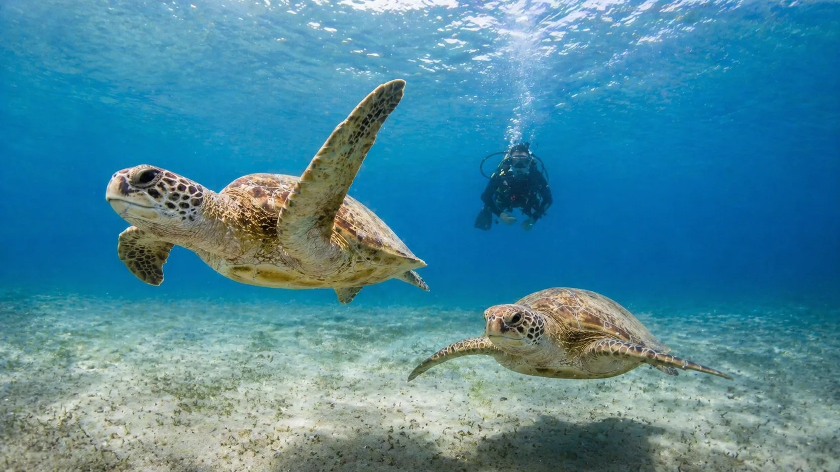 Abu Dabbab, Snorkel with Dugongs, Marsa Alam 10