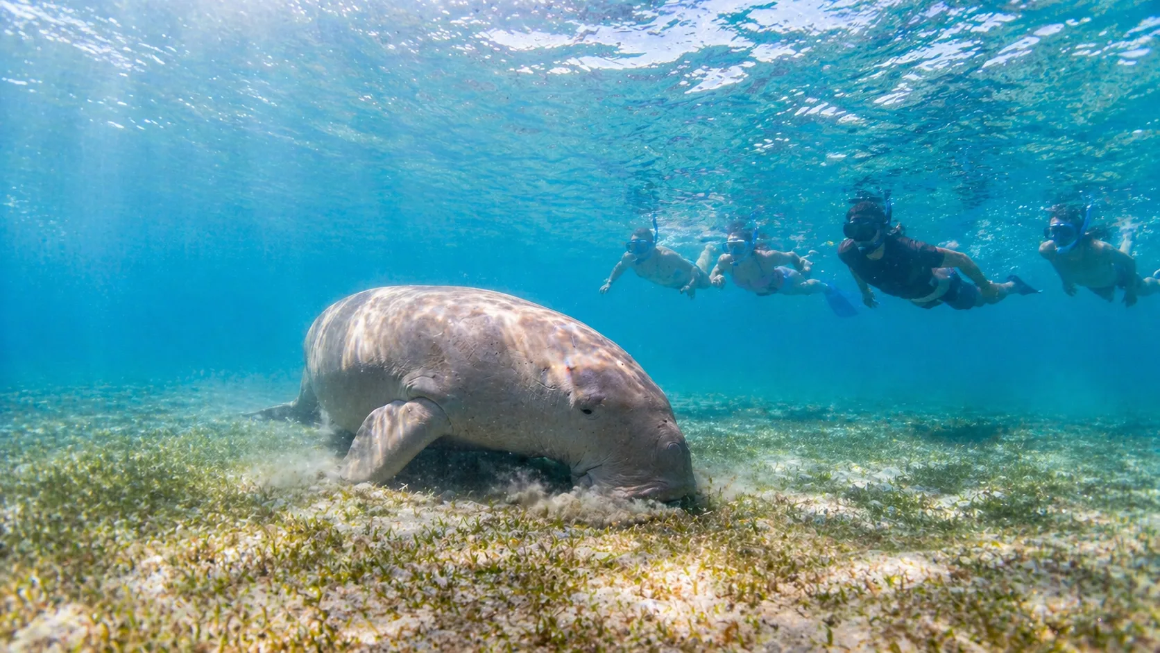 Marsa Mubarak, Turtles & Dugongs, Marsa Alam 12