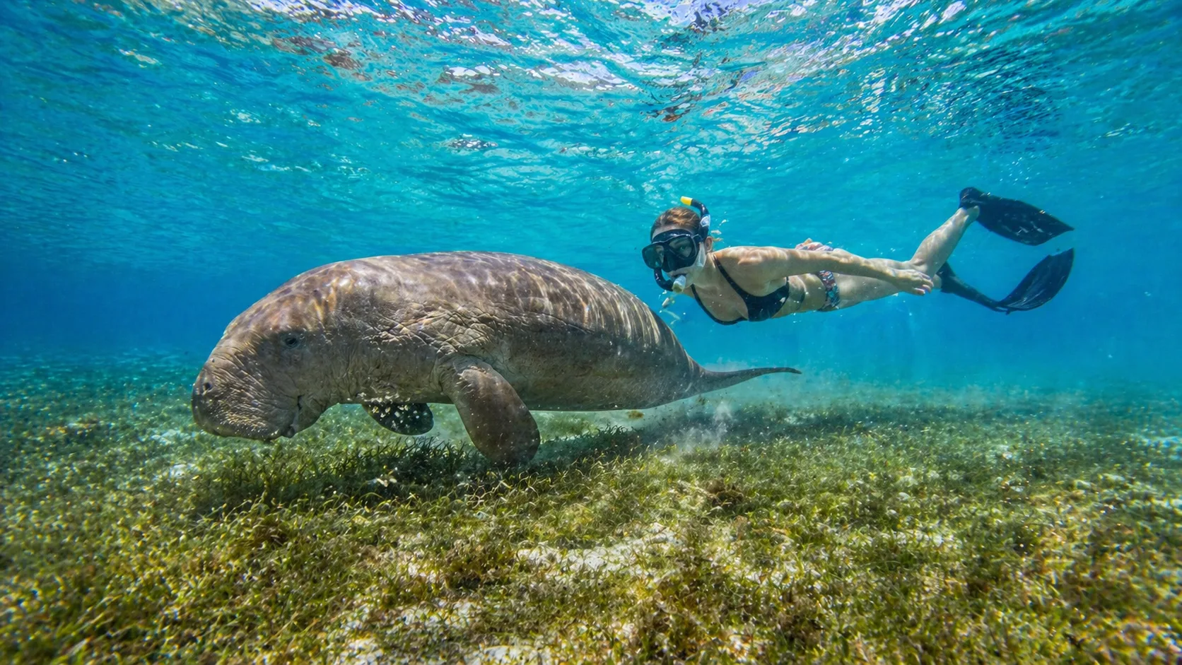 Marsa Mubarak, Turtles & Dugongs, Marsa Alam 15
