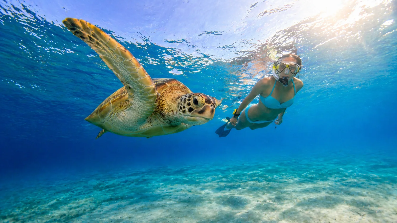 Marsa Mubarak, Turtles & Dugongs, Marsa Alam 7