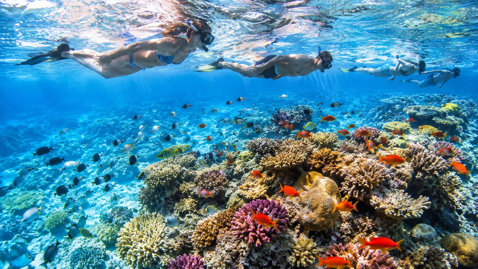 Sataya Dolphin Reef: snorkeling with hundreds of spinner dolphins