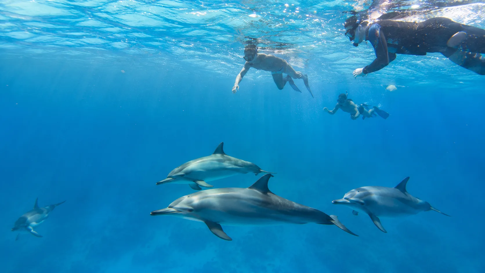Samadai Dolphin House, Marsa Alam 16