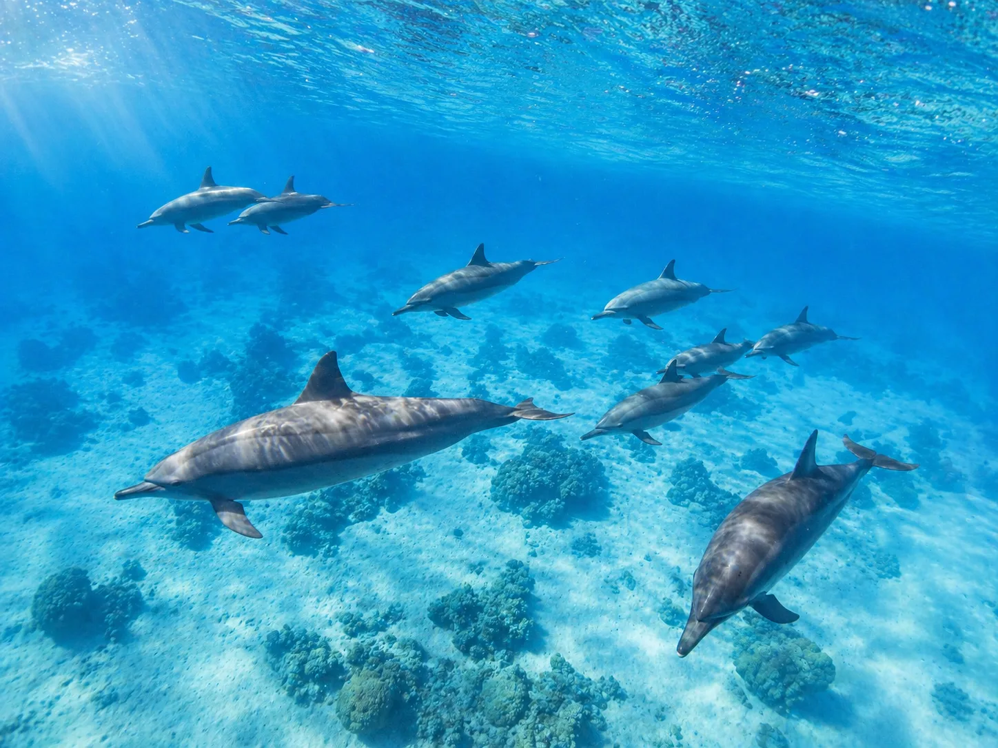 Samadai Dolphin House, Marsa Alam 2