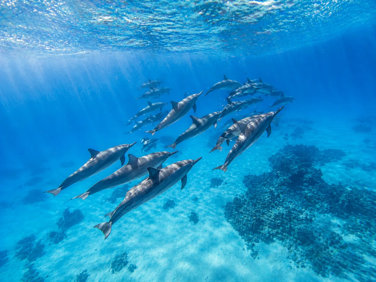 Samadai Dolphin House, Marsa Alam 4