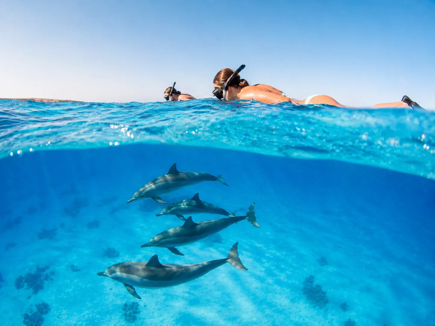 Samadai Dolphin House, Marsa Alam 8