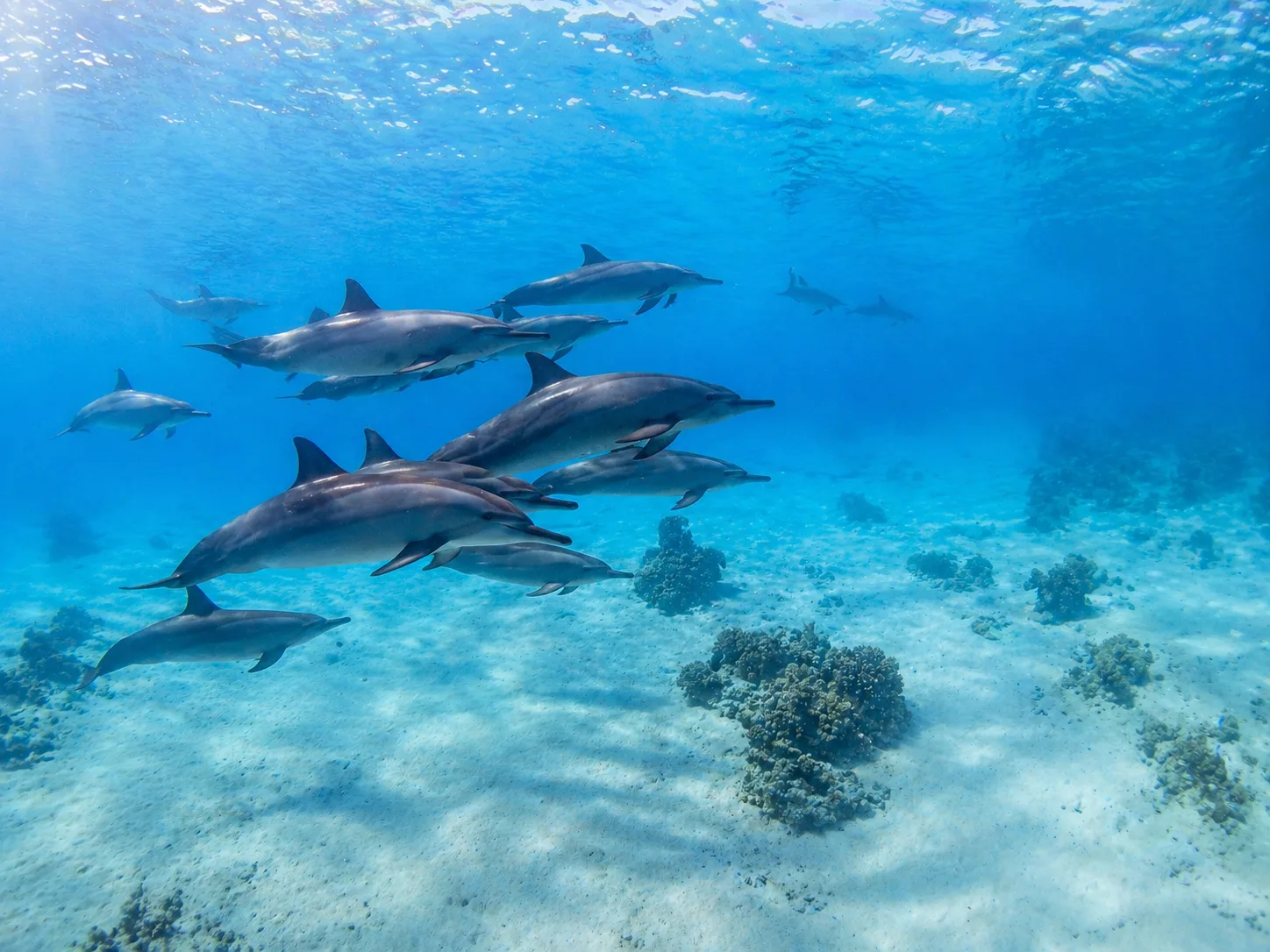 Sataya Dolphin Reef, Marsa Alam