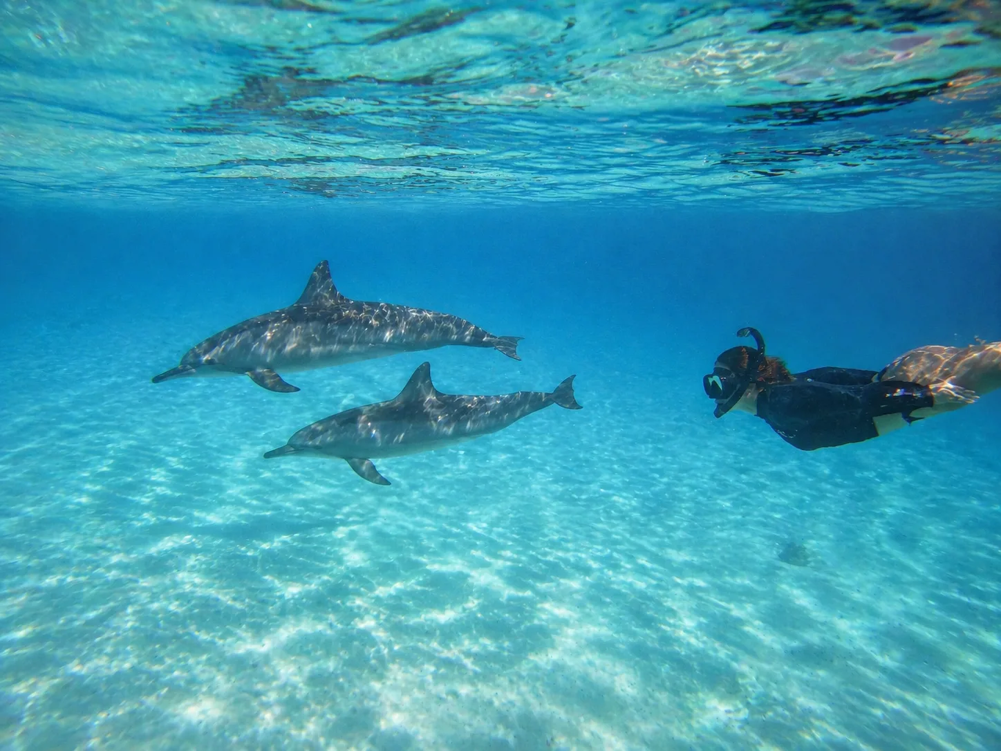 Sataya Dolphin Reef, Marsa Alam 5
