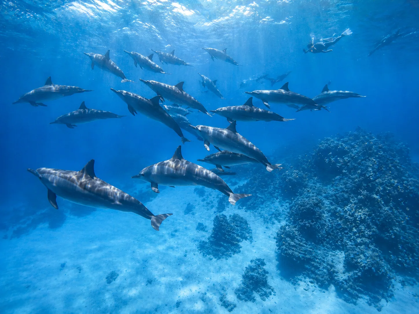 Sataya Dolphin Reef, Marsa Alam 6